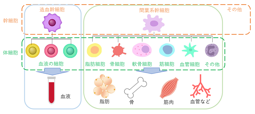 細胞の種類についての図解