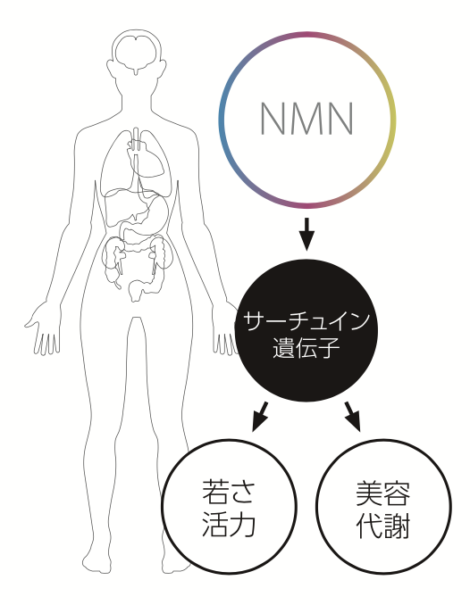 図解：NMN→サーチュイン遺伝子→若さ活力、または、美容代謝