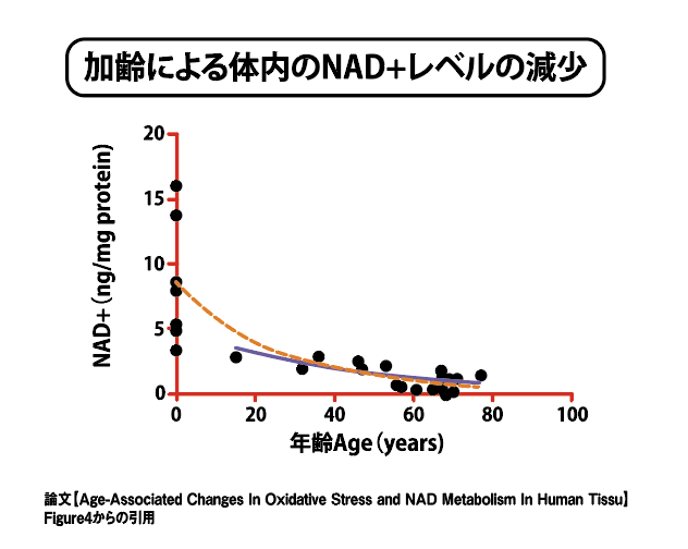 図解：加齢による体内のNAD+レベルの減少